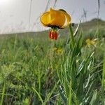 Lilium carniolicum Bloem