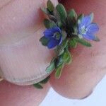 Veronica triphyllos Flower