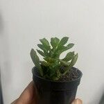 Euphorbia ritchieiपत्ता