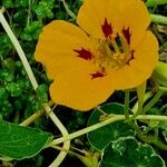Tropaeolum minus Flower