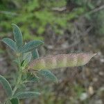 Argyrolobium zanonii Fruit