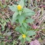 Solidago rugosaᱵᱟᱦᱟ