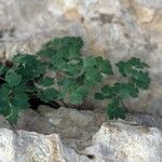Thalictrum macrocarpum 形態
