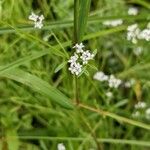 Galium palustreFloare