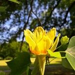 Liriodendron tulipifera Blodyn