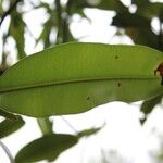 Calophyllum tacamahaca Leaf