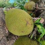 Artocarpus heterophyllus Плод