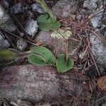 Cynorkis cardiophylla Hoja