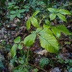 Rubus discolor برگ