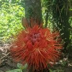 Brownea macrophylla Flower