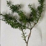 Podocarpus totara Blatt