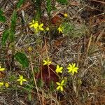 Croptilon divaricatum Цветок