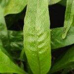 Drynaria coronans Leaf