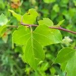 Crataegus phaenopyrum Foglia