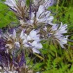 Phacelia tanacetifolia Blomst