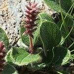 Salix reticulata Habitus