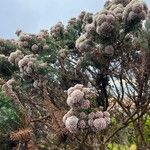 Ozothamnus rosmarinifolius Flor