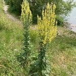 Verbascum lychnitis Alkat (teljes növény)