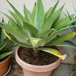 Agave attenuata অভ্যাস