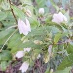 Campanula punctata Blüte