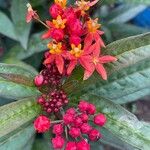 Asclepias curassavicaÇiçek