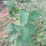 Urtica massaica Flower