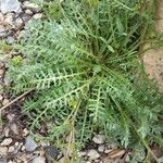 Sisymbrella aspera Leaf