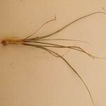 Sporobolus festivus Leaf