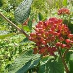 Viburnum lantana ഫലം