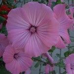 Malva trimestrisFlower