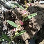 Indigofera linifolia Цветок