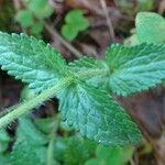 Bartsia alpina Leaf