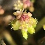 Hydrocotyle vulgaris Flor