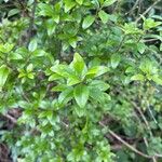 Rubia fruticosa Hoja