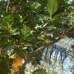 Artocarpus altilis Lapas