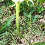 Jaborosa integrifolia Λουλούδι