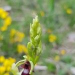 Ophrys insectifera Muu