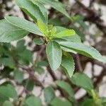 Grewia occidentalis Leaf