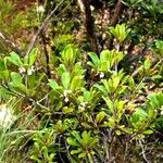 Pittosporum echinatum Habit