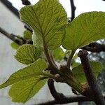 Actinidia chinensis Blad