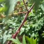 Rubus nemoralis Bark