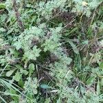 Artemisia alba Folha
