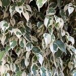 Ficus benjamina Folha