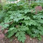 Aralia californica Pokrój