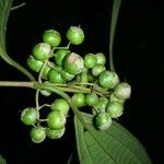Clidemia ombrophila Fruto
