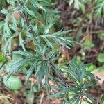 Artemisia verlotiorum Лист