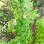 Quercus macrocarpa Blatt