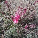 Gaura lindheimeriFlower