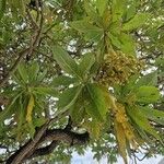 Heliotropium arboreum 葉