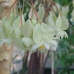 Begonia coccinea ফুল